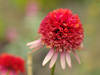 Jewka Echinacea hybrida 'Secret Passion'